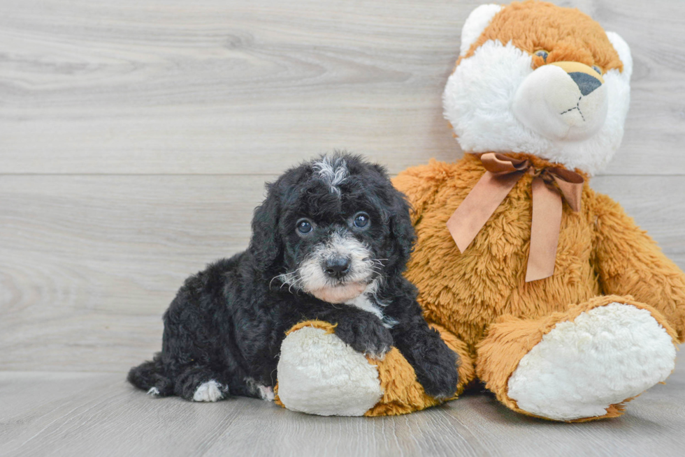 Best Mini Sheepadoodle Baby