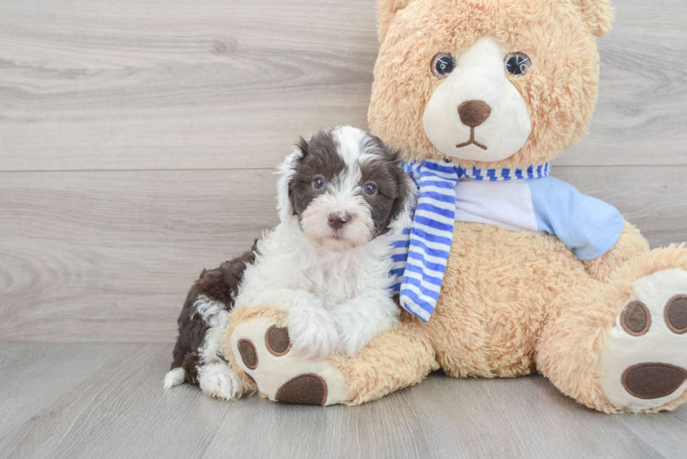 Friendly Mini Sheepadoodle Baby