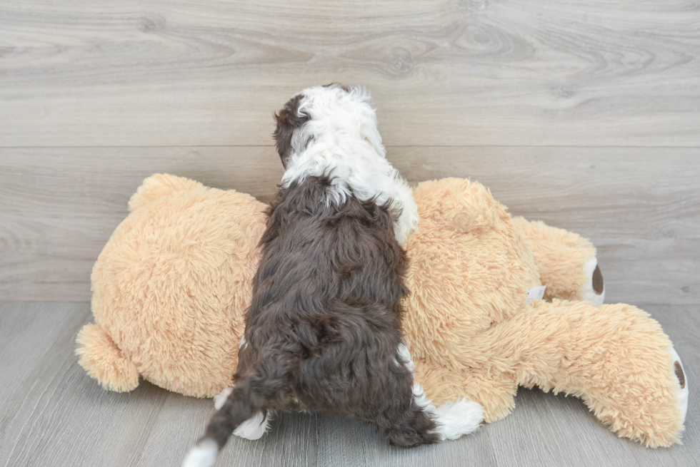 Hypoallergenic Sheep Dog Poodle Mix Puppy