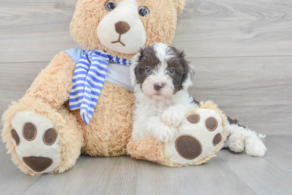 Mini Sheepadoodle Pup Being Cute