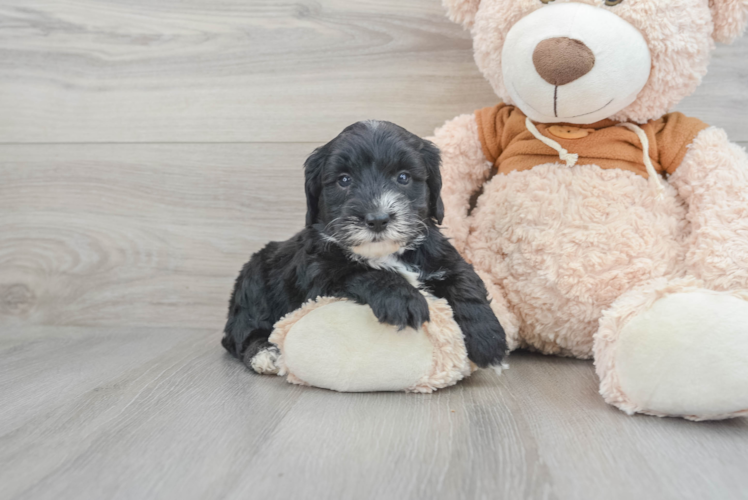 Best Mini Sheepadoodle Baby