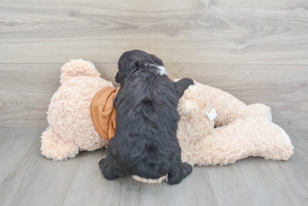 Small Mini Sheepadoodle Baby