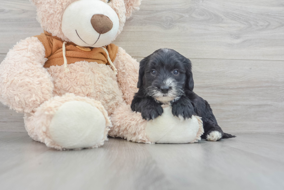 Mini Sheepadoodle Puppy for Adoption