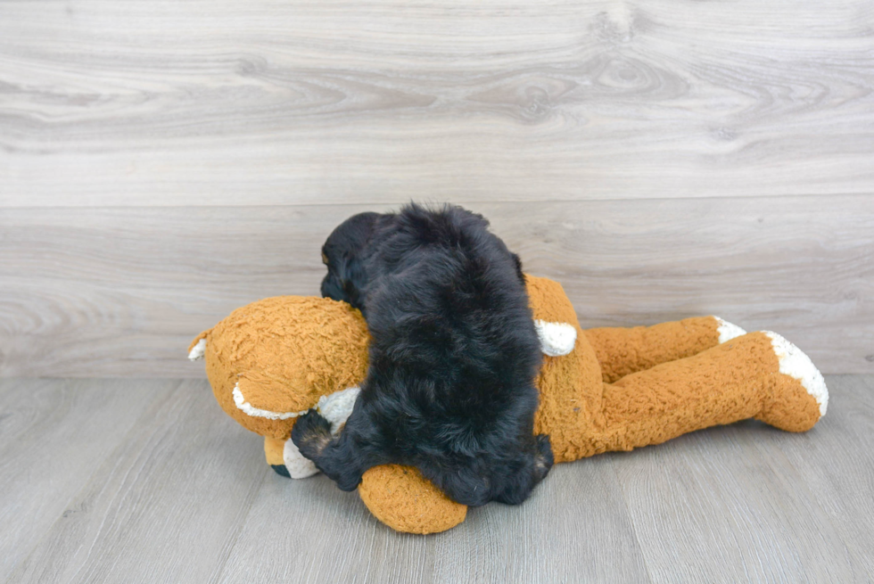 Mini Sheepadoodle Puppy for Adoption