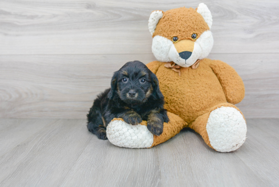 Small Mini Sheepadoodle Baby