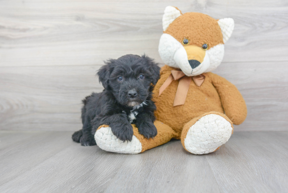 Mini Sheepadoodle Pup Being Cute