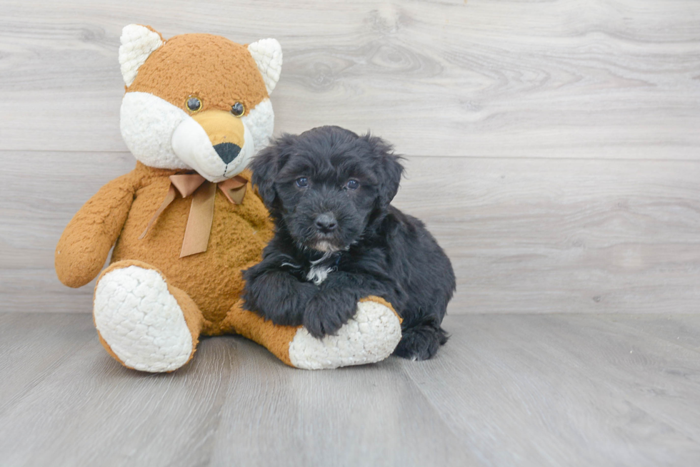 Mini Sheepadoodle Puppy for Adoption