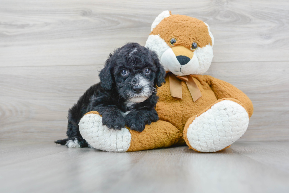 Fluffy Mini Sheepadoodle Poodle Mix Pup