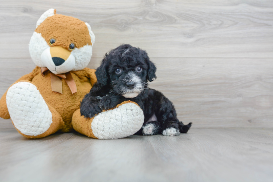 Happy Mini Sheepadoodle Baby