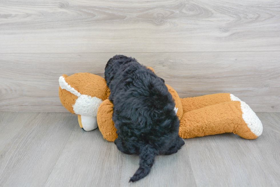 Mini Sheepadoodle Puppy for Adoption