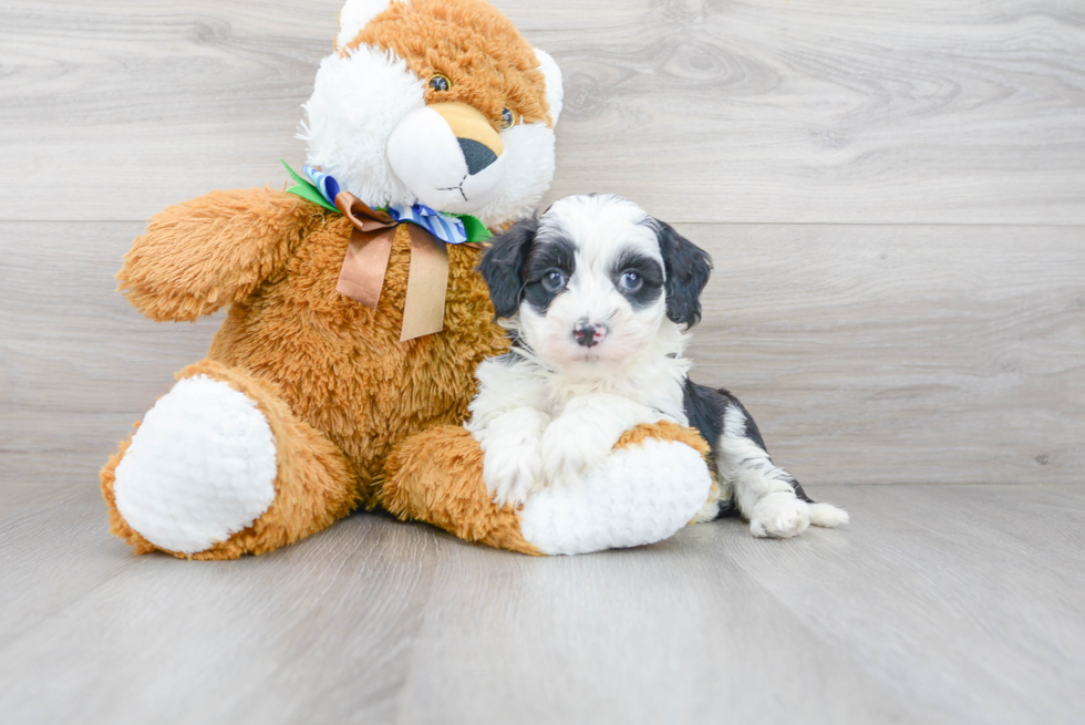 Mini Sheepadoodle Pup Being Cute