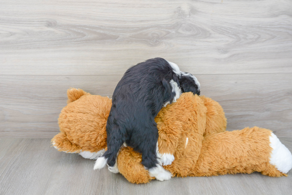 Happy Mini Sheepadoodle Baby