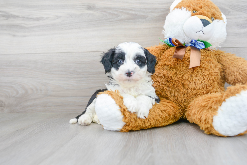 Cute Mini Sheepadoodle Baby