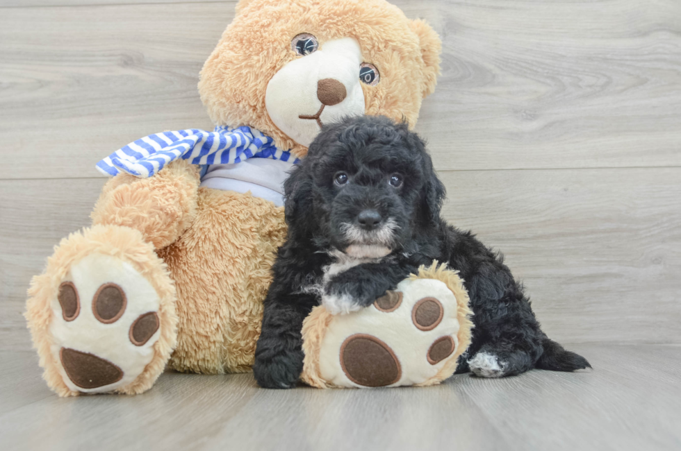 8 week old Mini Sheepadoodle Puppy For Sale - Premier Pups