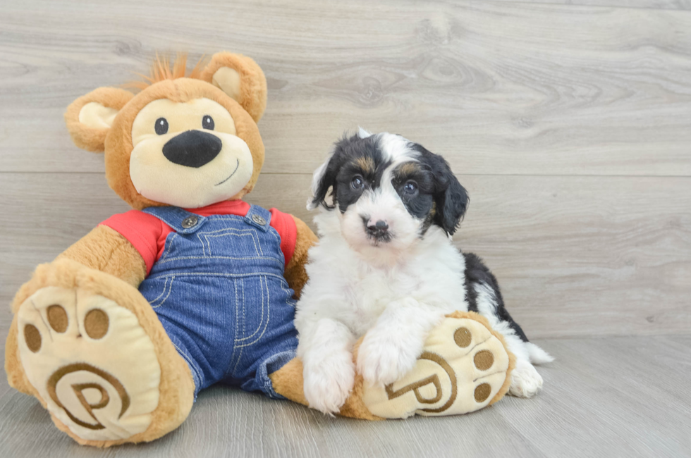 6 week old Mini Sheepadoodle Puppy For Sale - Premier Pups