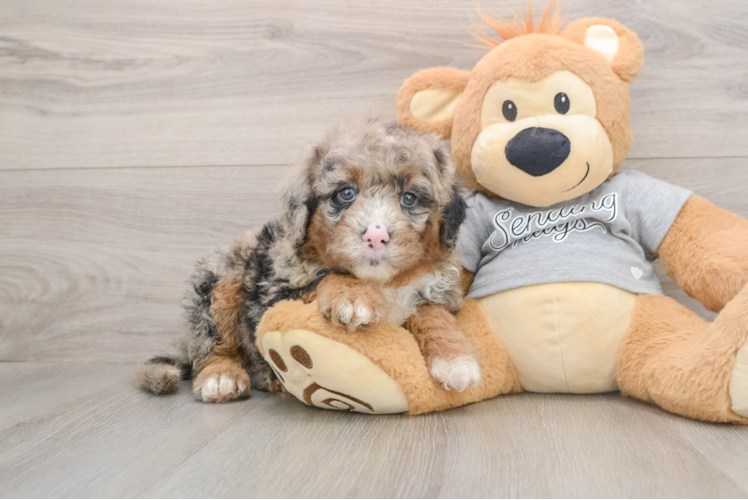 Friendly Mini Sheepadoodle Baby