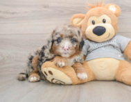 5 week old Mini Sheepadoodle Puppy For Sale - Premier Pups