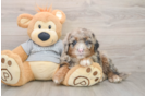Mini Sheepadoodle Puppy for Adoption