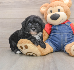 5 week old Mini Sheepadoodle Puppy For Sale - Premier Pups