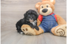 Smart Mini Sheepadoodle Poodle Mix Pup