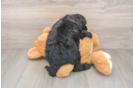 Smart Mini Sheepadoodle Poodle Mix Pup