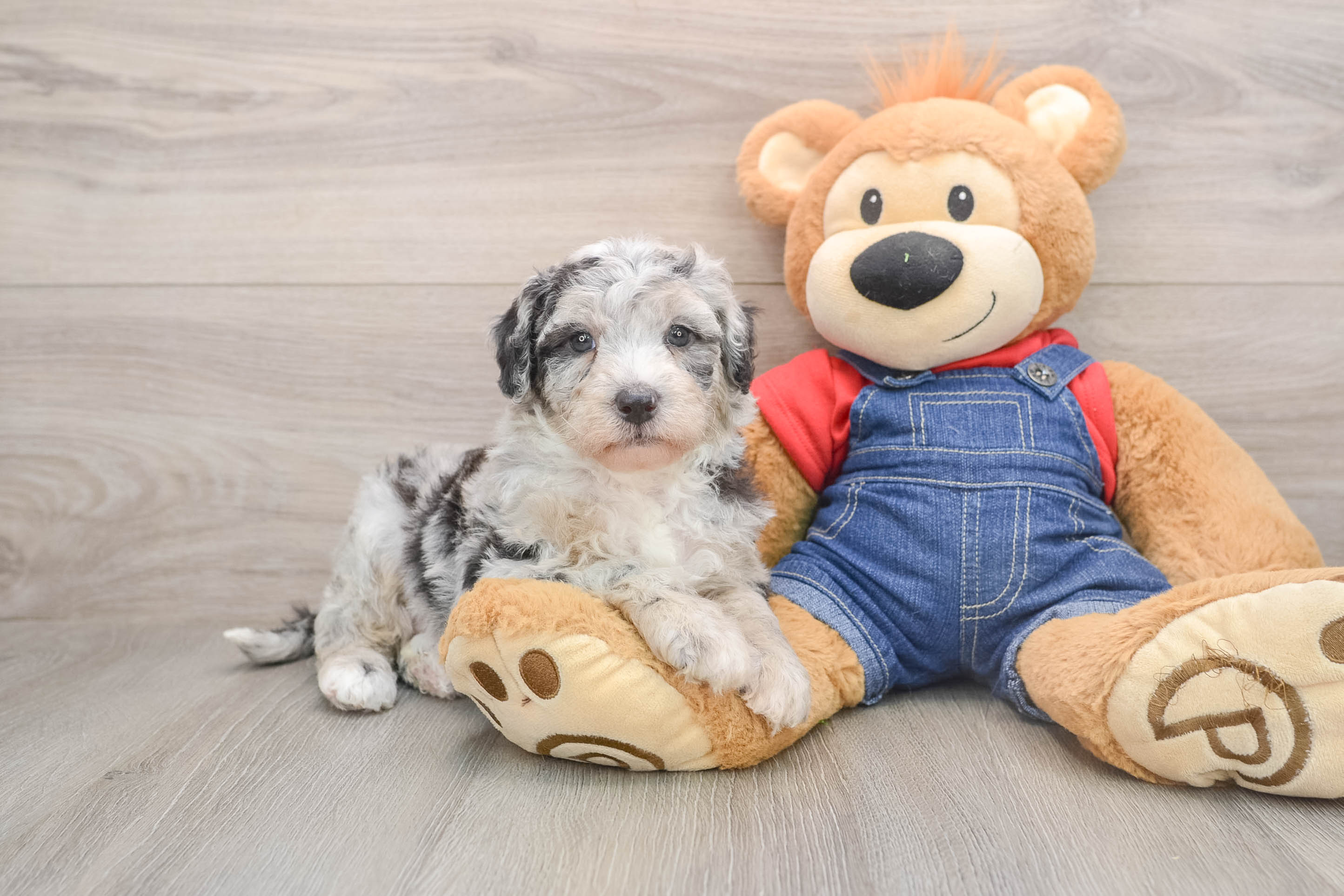 Friendly Mini Sheepadoodle Baby