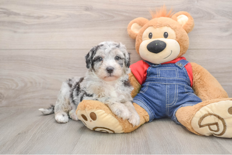 Friendly Mini Sheepadoodle Baby