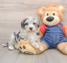 5 week old Mini Sheepadoodle Puppy For Sale - Premier Pups