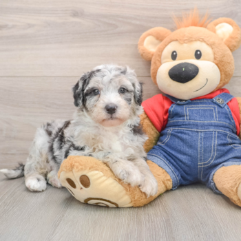 Friendly Mini Sheepadoodle Baby