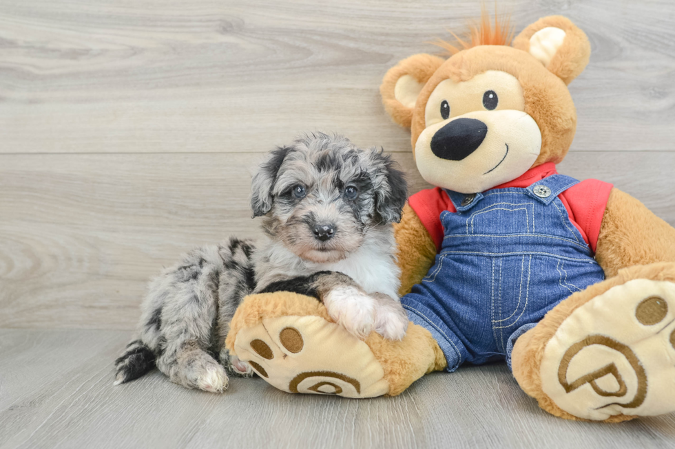 Petite Mini Sheepadoodle Poodle Mix Pup