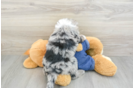 Cute Mini Sheepadoodle Baby