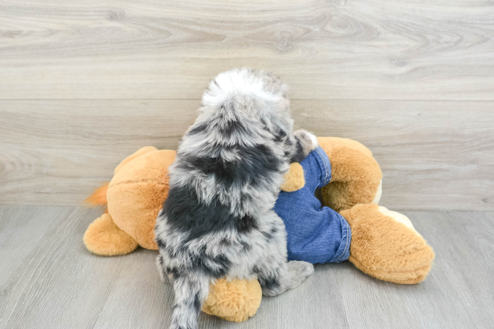 Cute Mini Sheepadoodle Baby