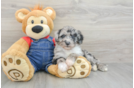 Mini Sheepadoodle Puppy for Adoption