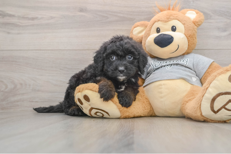 Mini Sheepadoodle Puppy for Adoption