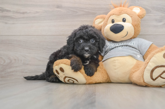 Mini Sheepadoodle Puppy for Adoption