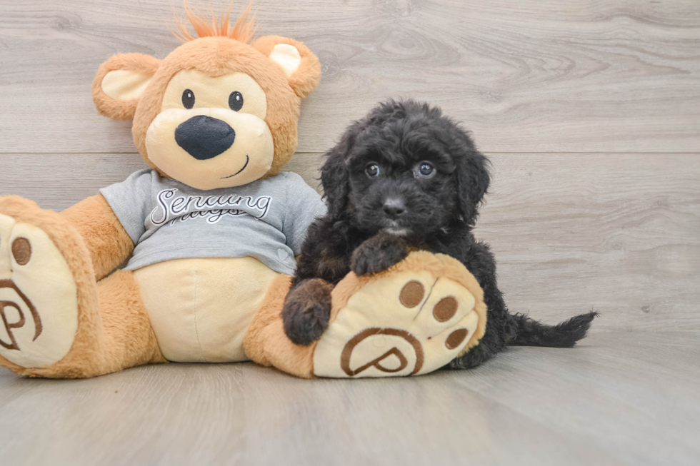 Energetic Mini Sheepapoo Poodle Mix Puppy