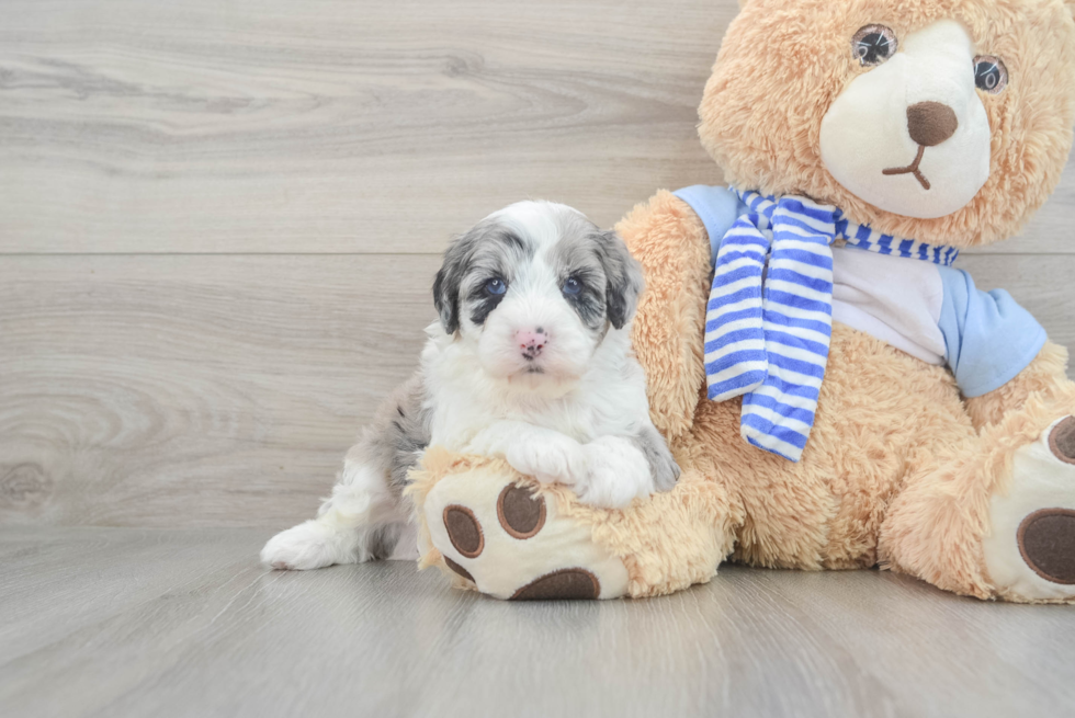 Mini Sheepadoodle Pup Being Cute