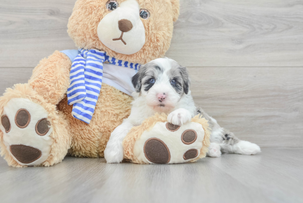 Petite Mini Sheepadoodle Poodle Mix Pup