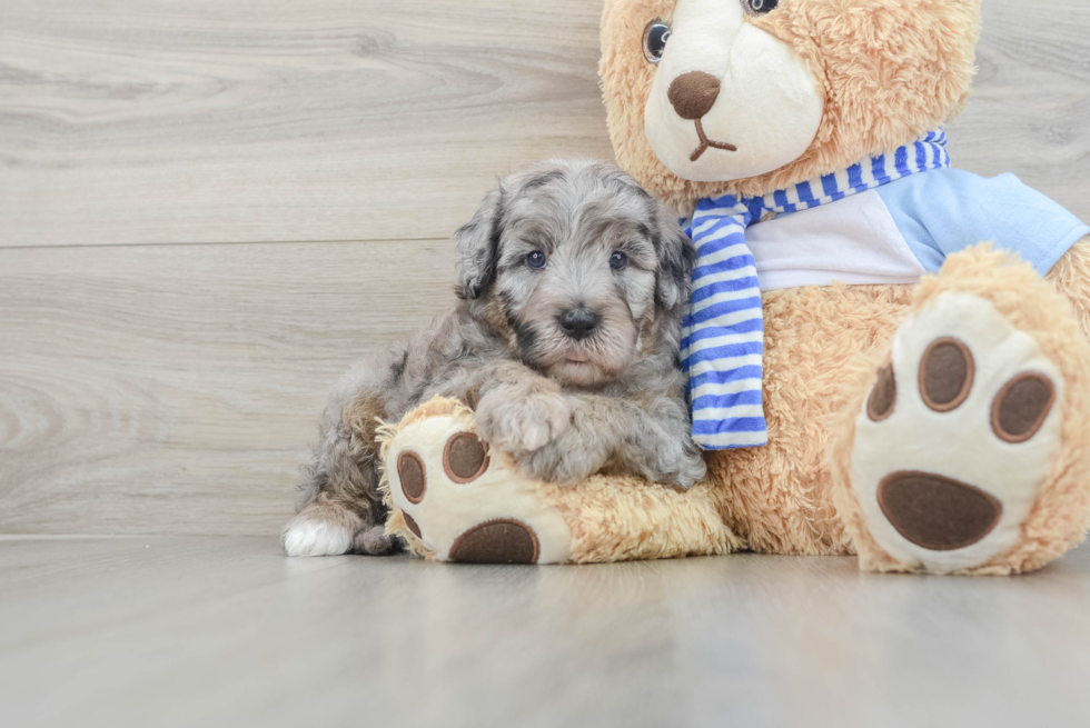 Best Mini Sheepadoodle Baby