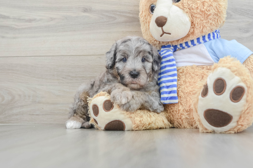 5 week old Mini Sheepadoodle Puppy For Sale - Premier Pups