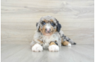 Adorable Sheepdogpoo Poodle Mix Puppy