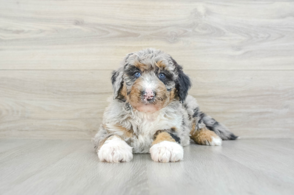 Adorable Sheepdogpoo Poodle Mix Puppy