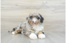 Adorable Sheepdogpoo Poodle Mix Puppy