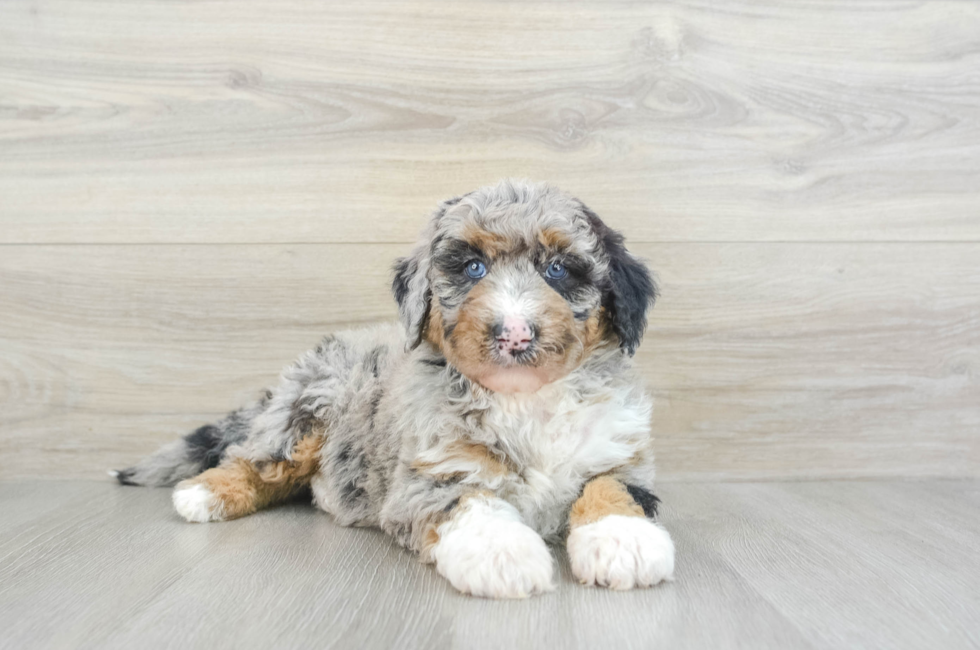 6 week old Mini Sheepadoodle Puppy For Sale - Premier Pups