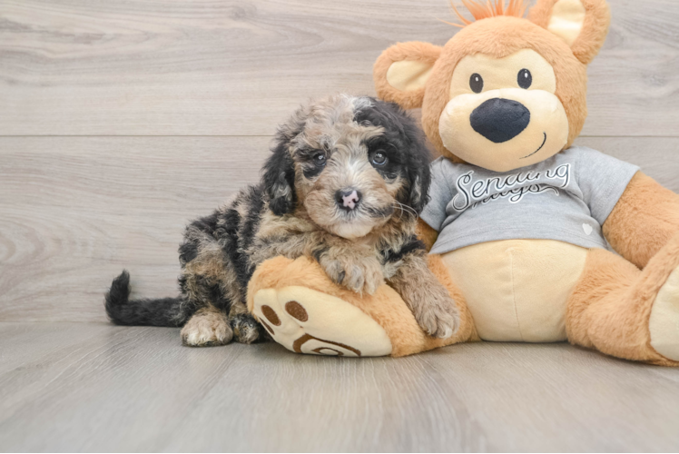 Little Sheeppoo Poodle Mix Puppy