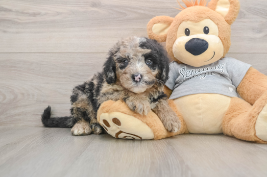 Little Sheeppoo Poodle Mix Puppy