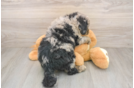 Mini Sheepadoodle Pup Being Cute