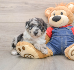 5 week old Mini Sheepadoodle Puppy For Sale - Premier Pups