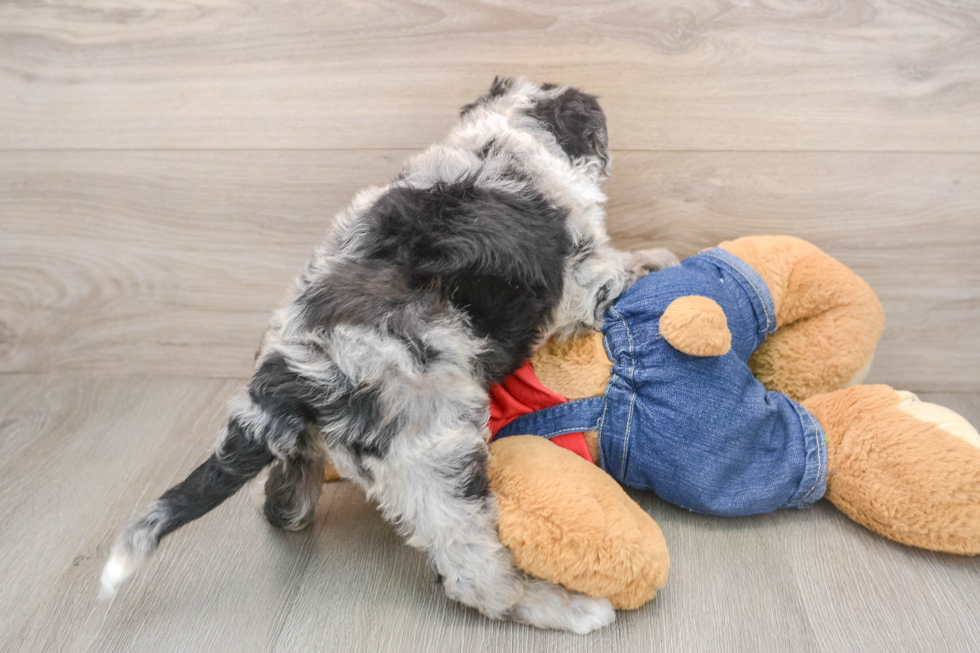 Mini Sheepadoodle Puppy for Adoption