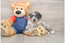 Funny Mini Sheepadoodle Poodle Mix Pup